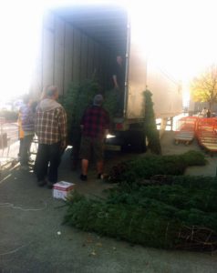Christmas Trees In Truck